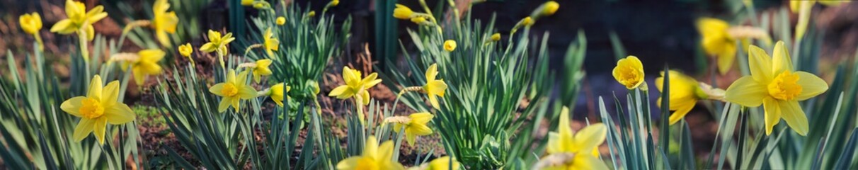 Obraz premium Beautiful narcissus or daffodils, spring natural background, panorama, sunlight, outdoors. Template or mock-up with copy space.