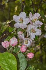 Flowers of apple tree after rain.