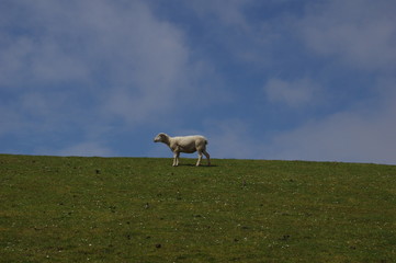 Deichschaf