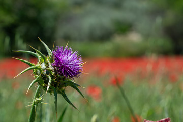 Flower of a thistle in a puppies field