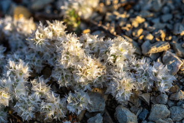 Snowdrops (Paronychia argentea), wild plant with almost transparent leaves, on the roadside