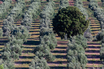 Solitary oak between the rows of olive trees and their shadows at dawn
