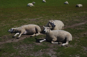 Faule Schafe auf Wiese