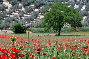 Purple thistle flower surrounded by red poppies on a sunny morning in the Andalusian countryside