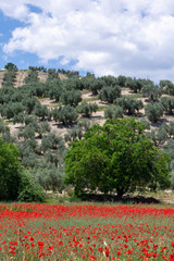 Cereal field with poppies and a hill with olive trees in the background