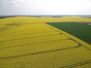 Raps Feld
