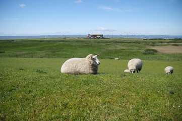 Schafe am Dockkoog bei Husum