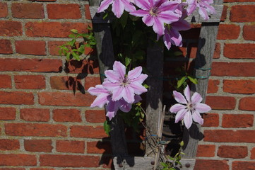 Italienische Waldrebe - Clematis