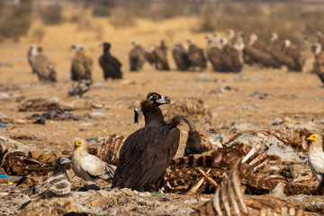 Cinereous vulture or black vulture or monk vulture or aegypius monachus close up near carcass at Jorbeer Conservation Reserve, bikaner, rajasthan, india