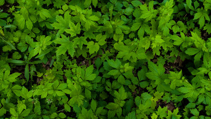 Maple green leaves on the ground in the forest. May, Spring. Background. Macro shooting, closeup