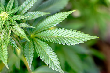 Closeup detail of a marijuana plant and leaves