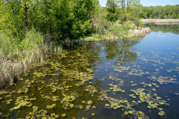Lilypads and algae in Medicine Lake in Clifton E French Regional Park during spring