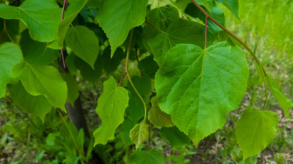 Linden tree green leaves on the branches. Macro shooting, closeup