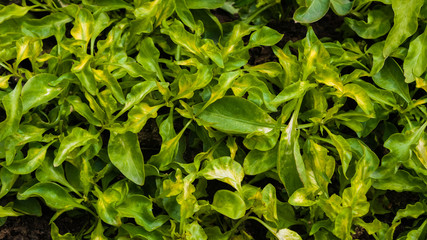 Fototapeta na wymiar Ludwigia palustris green and yellow leaves. Background. Macro shooting, closeup