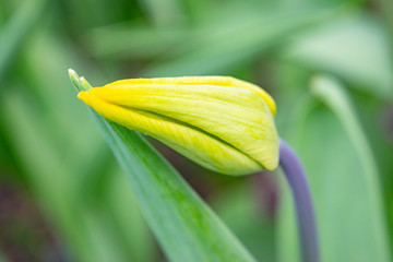 Yellow tulips in the green grass. The first spring flowers. Close up.