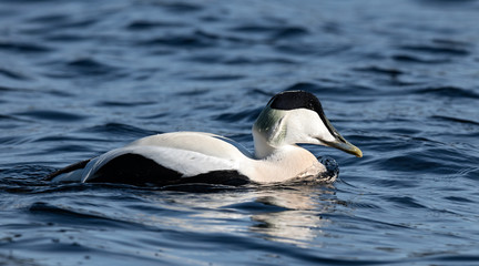 The common eider (Somateria mollissima), also called St. Cuthbert's duck or Cuddy's duck. Male.