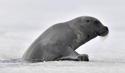 Fototapeta premium Seal climbs on an ice floe. The bearded seal, also called the square flipper seal. Scientific name: Erignathus barbatus. White sea, Russia