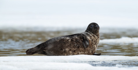 Seal resting on an ice floe. Ringed seal (Pusa hispida or Phoca hispida), also known as the jar seal, as netsik or nattiq by the Inuit, is an earless seal inhabiting the Arctic and sub-Arctic region.