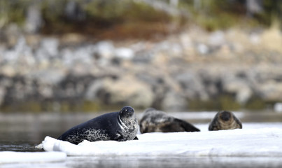 Seal resting on an ice floe. Ringed seal (Pusa hispida or Phoca hispida), also known as the jar seal, as netsik or nattiq by the Inuit, is an earless seal inhabiting the Arctic and sub-Arctic region. © Uryadnikov Sergey