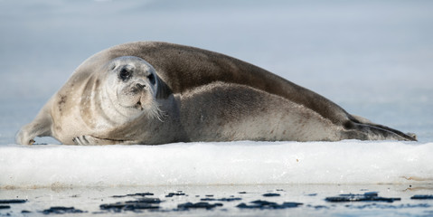 Seal resting on an ice floe. Close up. The bearded seal, also called the square flipper seal. Scientific name: Erignathus barbatus. White sea, Russia