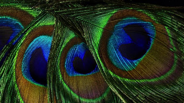 Feathers of tropical peacock bird. Macro rotation close-up view. Beautiful animals. color accuracy of nature.