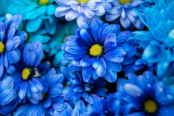 inflorescence of blue chrysanthemums next to each other