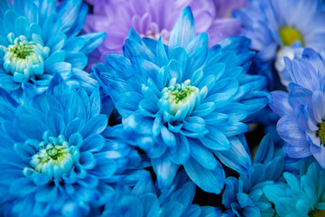 inflorescence of blue chrysanthemums next to each other
