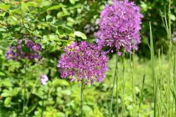 Lilac decorative bow in the garden on a summer day. 