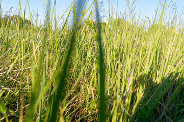 meadow grassland and blue sky in Poland