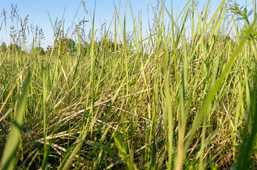 meadow grassland and blue sky in Poland