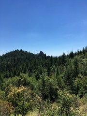 Fototapeta na wymiar pine trees in the mountains