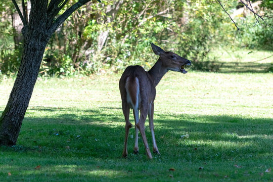 Happy whitetail deer with a fruit in its mouth