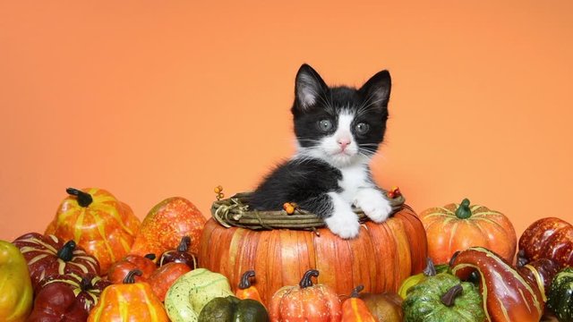 HD video of a tuxedo kitten sitting  up with paws over side of an autumn pumpkin basket surrounded by pumpkins, squash and gourds on orange background. Meowing at viewer.
