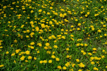 Many yellow dandelions on a background of green grass.