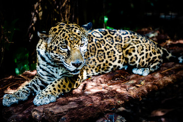 jaguar in the zoo © Thomas