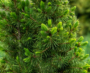 Fresh growing fir tree sprouts on branch in spring forest.
