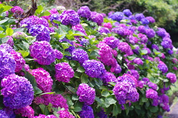 紫陽花