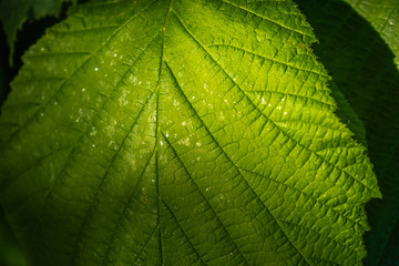 green leaf background