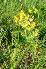 Euphorbia cyparissias, the cypress spurge