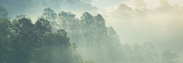panoramic pine trees foggy landscape disappearing in distance in the mist or fog with sun rays in Dominican Republic mountains