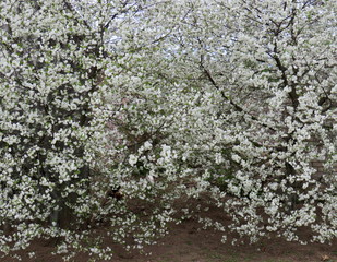 Cherry trees in bloom. Spring garden, trees are blooming.