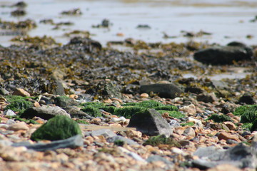 Close up on mossy, stony beach