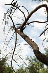 Beautiful old pine tree in the forest. Barrel without bark, bare branches.