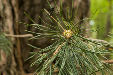Light green fresh pine cone bud