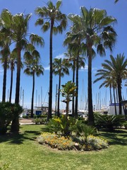 palm trees on the beach