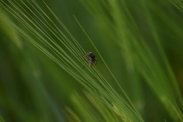 Macro, ant, grass, green, spring