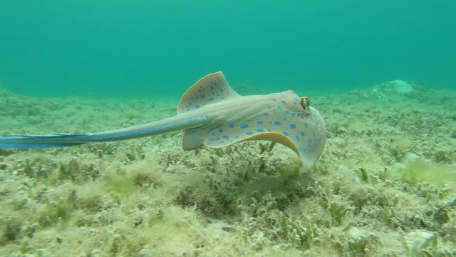 Blue pointed manta ray swimming on a weed field closeup video of movement.  Red Sea, Soma Bay, Hurghada, Egypt