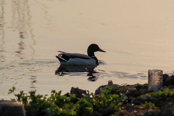 A duck swims in the river