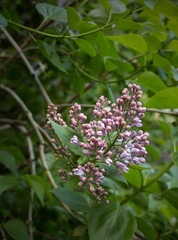 A branch of lilac in the city yard. Landscaping of the city and courtyards.