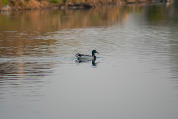 duck on the water